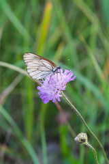 Black-veined white butterflies (Aporia crataegi) on purple flowers
