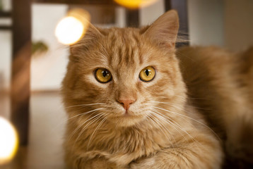 Orange furry cat at home. Comfort home zone. Domestic pets