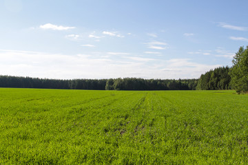 Green field