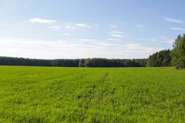 Green field