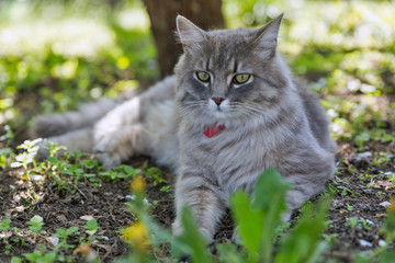 Naklejka na ściany i meble Gray street cat closeup at spring