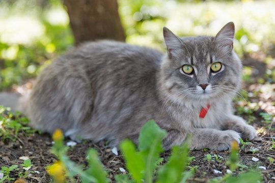 Gray street cat closeup at spring