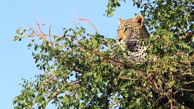 Young male leopard lies on tree branches with another leopard behind it. Blue sky showing behind the tree in Greater Kruger National Park in South Africa. Pan to the left.