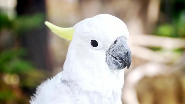 HD Slow motion of white cockatoo parrot with a yellow tuft talking and looking to the camera. Close up.