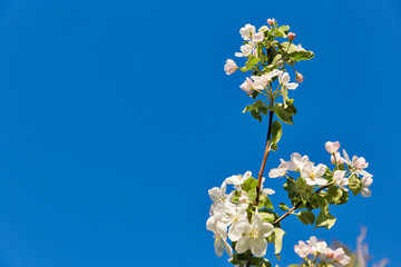 Spring apple tree blooming flowers background with copy space