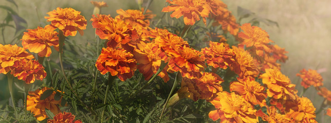 Autumn panorama of yellow and orange Marigolds