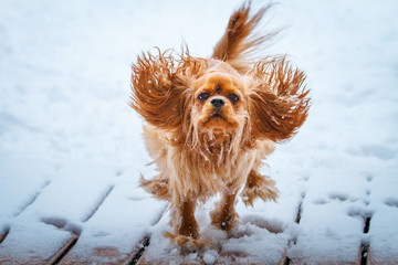Cavalier King Charles Spaniel dog runnung in winter