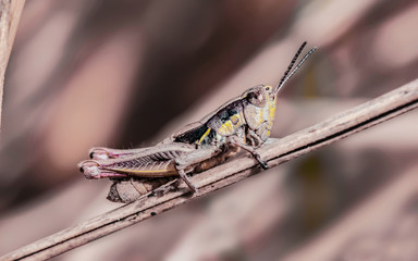 Grasshopper specimen of the family Acridoidea on dry grass