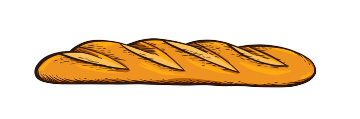 White bread. Baguette. Hand drawn vector. Color vintage engraving illustration for poster, label and menu bakery shop.