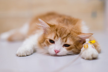 Cat with dropper on table in veterinary clinic