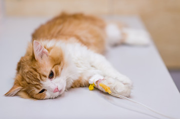 Cat with dropper on table in veterinary clinic