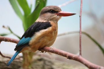 Male brown-hooded kingfisher halcyon albiventris perching on a branch