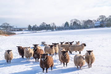 Winter Sheep. Sheep in a snow covered field high on the Yorkshire Wolds.