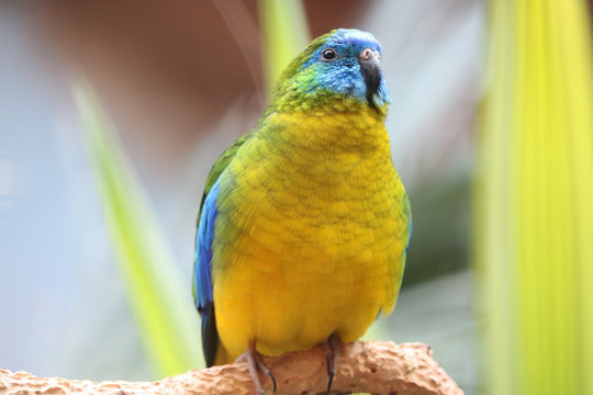 Colorful turquoise parrot, neophema pulchella sitting on a branch surrounded by bright yellow-green leaves