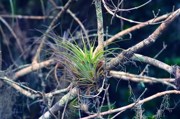 Air plant or Tillandsia sitting in mangrove branches in florida everglades