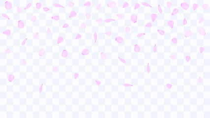Flying rose petals. Background of flower petals. Confetti from flower petals. Pink petals of blooming cherry, sakura. Female, spring background. Greeting card design elements. Transparent background.