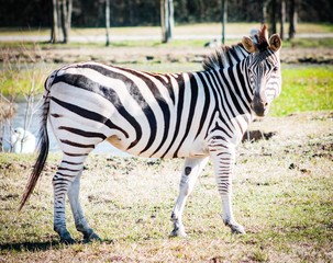 Stripes