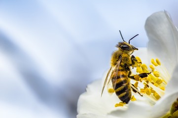 Bee Bumblebee Hornet Wasp Sirfide Hoverfly Flower of Almond Tree