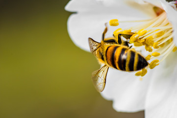 Bee Bumblebee Hornet Wasp Sirfide Hoverfly Flower of Almond Tree