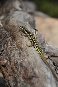 l&eacute;zard tyrrh&eacute;nien
