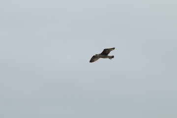 bird in the air