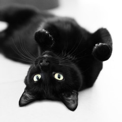 Black cat on light background - 247651480