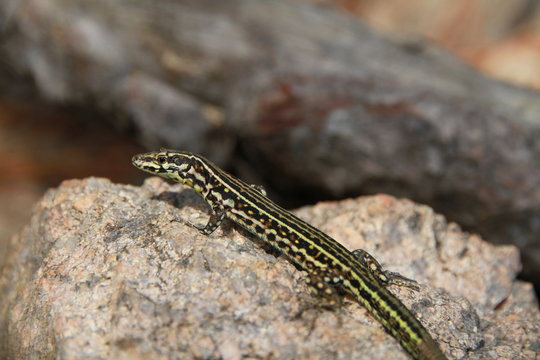 l&eacute;zard tyrrh&eacute;nien