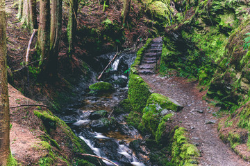 bridge in the forest