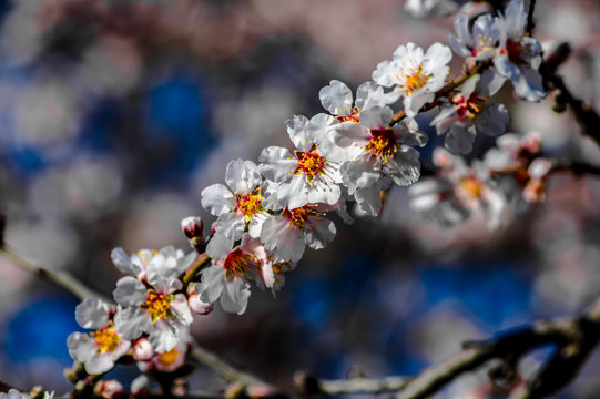 Almond flower Almond Tree Close-up Macro Photo