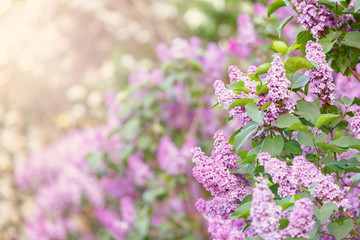 Obraz premium Blooming violet lilac bush at spring time with sunlight. Blossoming purple and violet lilac flowers. Spring season, nature background