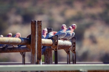 Multiple Galah Birds perched on metal ring
