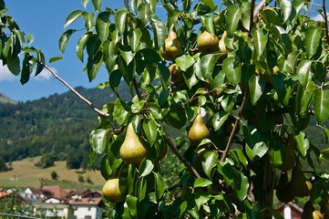 Birnenbaum mit Birnen der Birnensorte Abate Fetel / Abbé Fétel Birne hängen am Ast vom Birnbaum