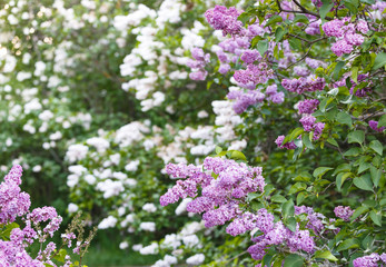 Blooming violet lilac bush at spring time with sunlight. Blossoming purple and violet lilac flowers. Spring season, nature background