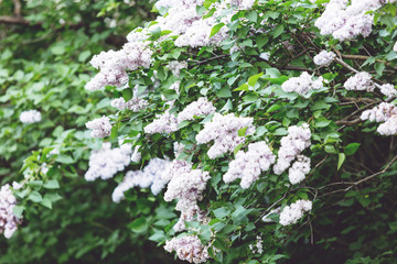 Blooming violet lilac bush at spring time with sunlight. Blossoming purple and violet lilac flowers. Spring season, nature background	