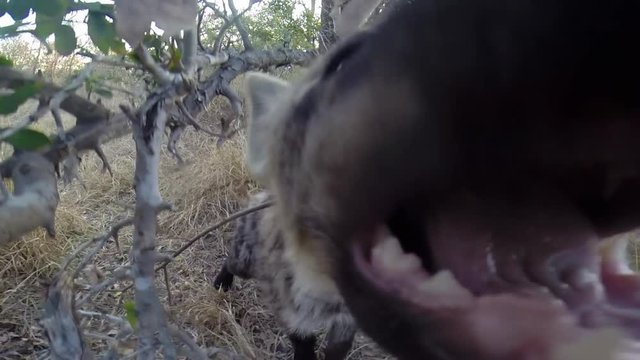 Close-up of young spotted hyena biting at handheld gopro camera in Greater Kruger National Park in South Africa. Leaves, branches and dry grass surround the curious hyena.