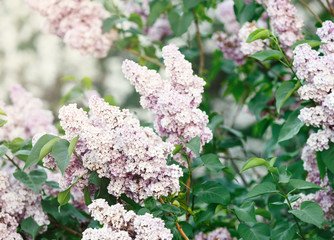 Blooming white lilac bushes at spring time with sunlight. Blossoming white and violet lilac flowers in garden. Spring season, nature background