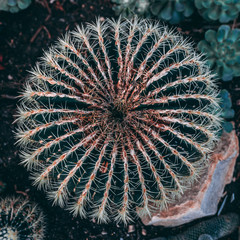 Round Cactus 