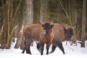 European wild bull