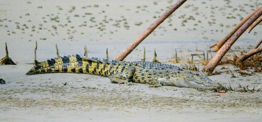 Female salt water crocodile basking on the sandy banks. 