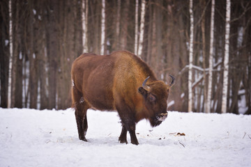 European wild bull