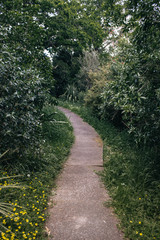 Overgrown Pathway
