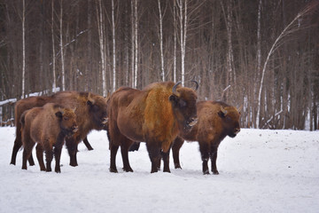 European wild bull