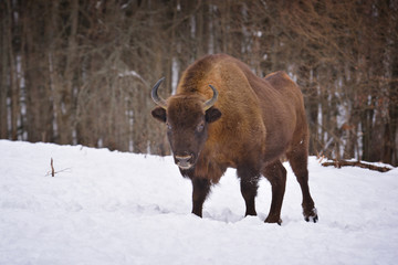 European wild bull