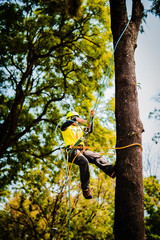 Fototapeta premium Lumberjack working with ropes
