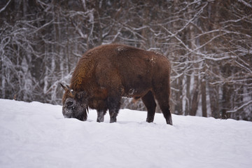 European wild bull