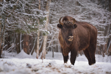 European wild bull