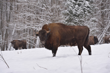 European wild bull
