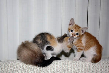 Gatinhos IMG_1719