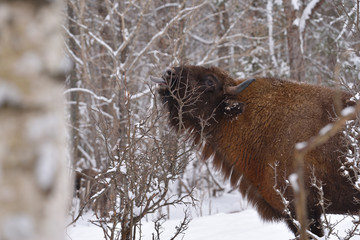 European wild bull