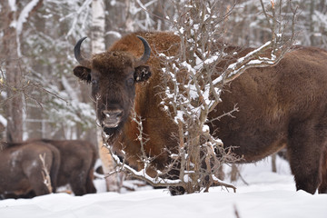 European wild bull